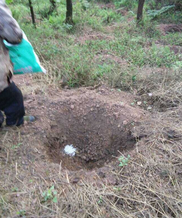 石城山工区施底肥，苗木建剪及栽植2.png