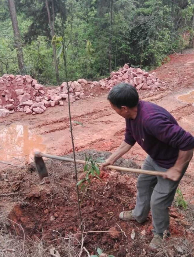 石城山工区施底肥，苗木建剪及栽植4.png
