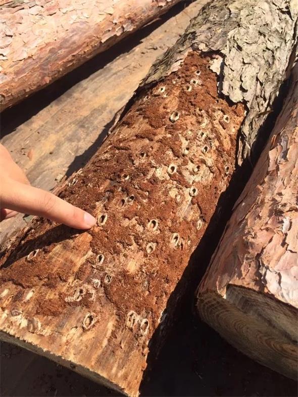 14 松褐天？勇.jpg